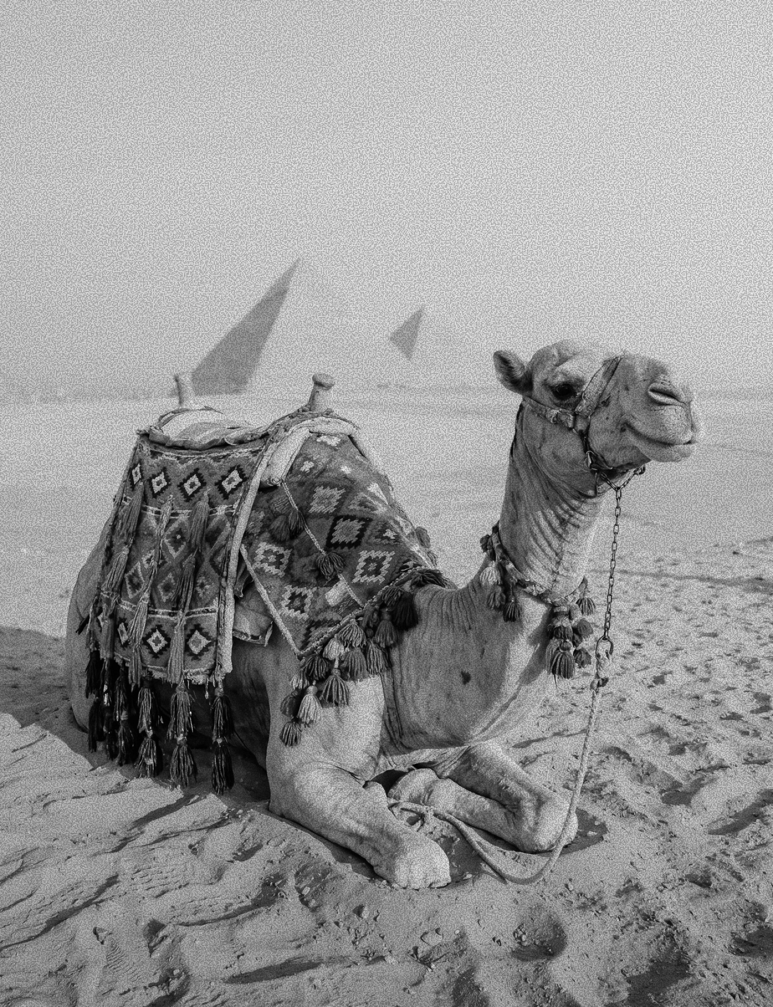 Camel rest